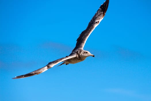 Seagull flying over the sea