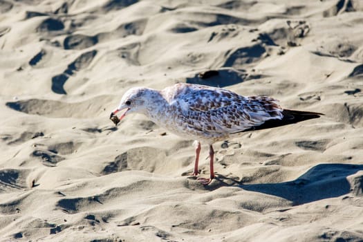 Seagull with a piece of bread in its mouth