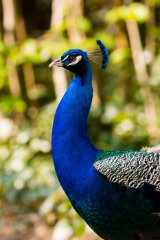 Peacock head on a green background