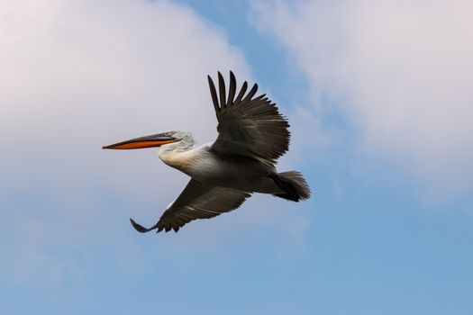 A flying dalmatian pelican in the sky