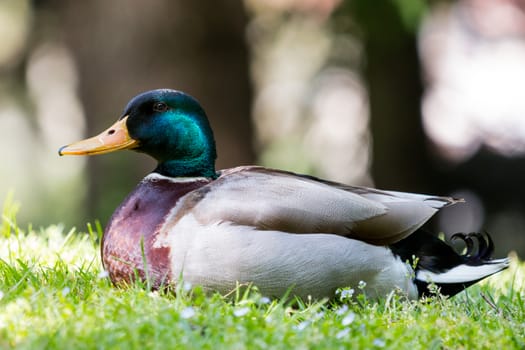 Duck standing in the grass