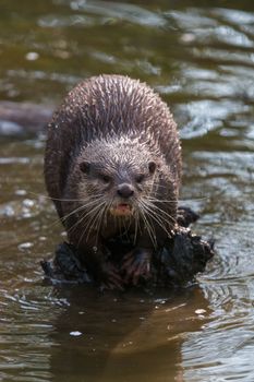 A curious river otter in the river