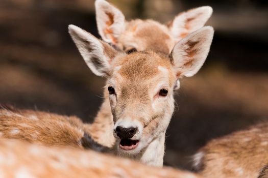 A little Fawn looking at the camera in the middle of the forest