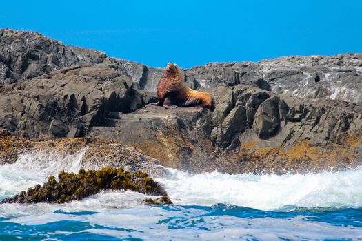 Sealion on a rock 