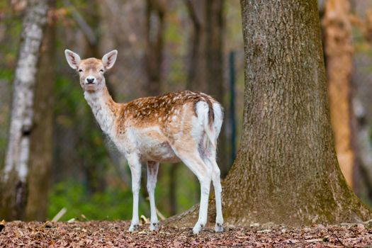 A little Fawn looking at the camera in the middle of the forest