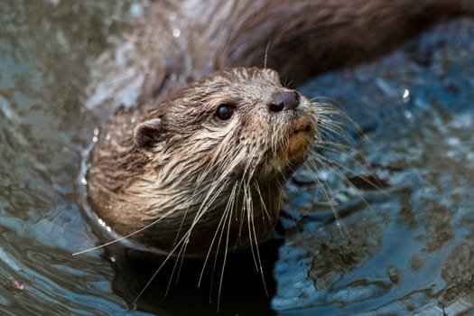 A curious river otter in the river