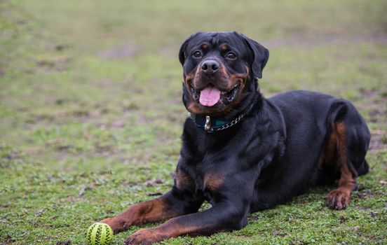 close-up view of black Rottweiler relaxes in the park