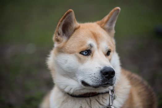 Close-up Akita Inu portrait