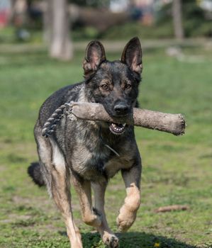German Shepherd Running Through the Grass