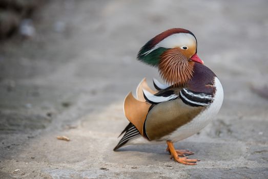 Closeup male mandarin duck on the ground 