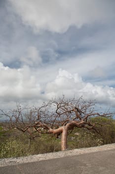 Bonaire caribbean island landscapes