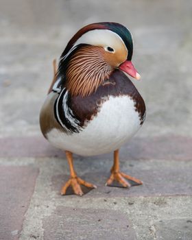 Closeup male mandarin duck on the ground