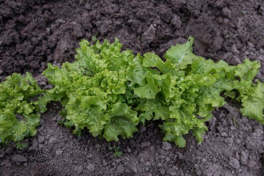 Fresh green salad on a bed.Top view