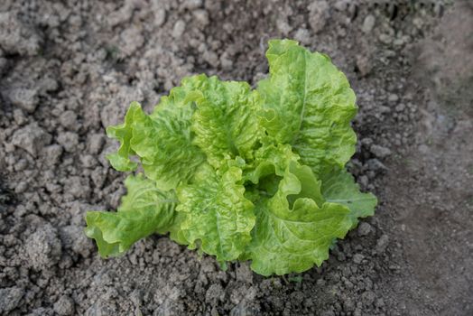 Fresh green salad on a bed.Top view