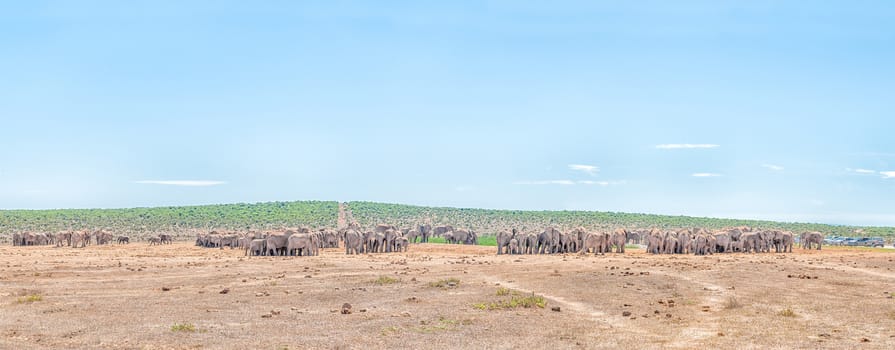 ADDO ELEPHANT NATIONAL PARK, SOUTH AFRICA - FEBRUARY 23, 2016: More than 200 elephants waiting in family groups to drink at Hapoor Dam