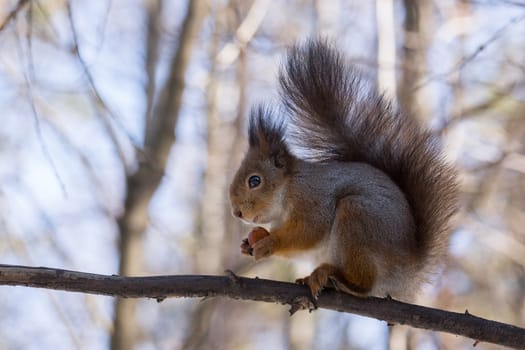 the photograph shows a squirrel on a tree