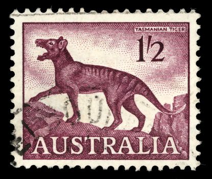 Stamp printed in Australia, shows a Tasmanian tiger (Thylacinus cynocephalus), circa 1961