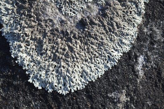 Gray lichen on a stone, macro shot
