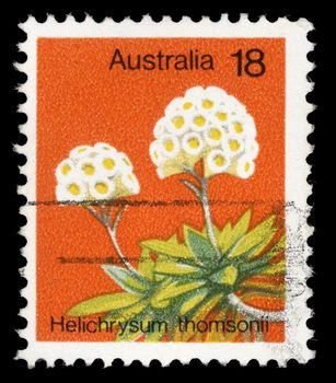 Stamp printed in Australia shows Helichrysum thomsoni, circa 1970s