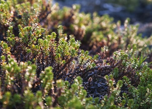 Crowberry plants in the evening sunlight, close-up