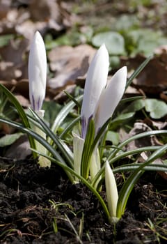 Fresh crocus flowers on a sunny spring day