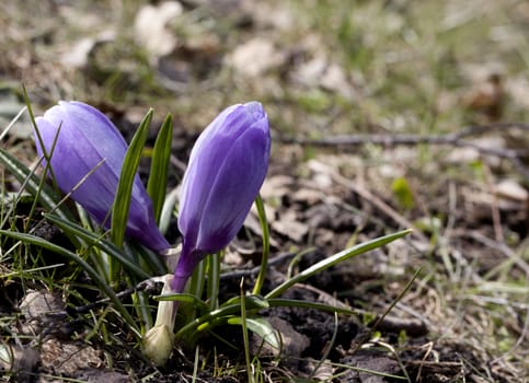 Fresh crocus flowers on a sunny spring day