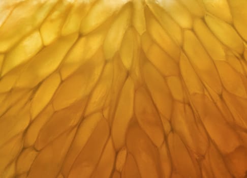 Close-up of tangerine pulp in the backlight