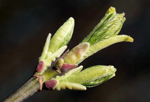 The close-up of young leaves in the spring