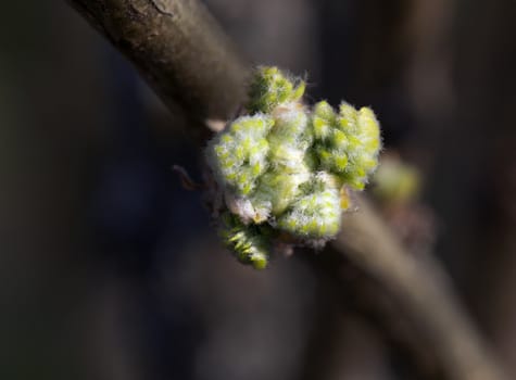 The close-up of young leaves in the spring