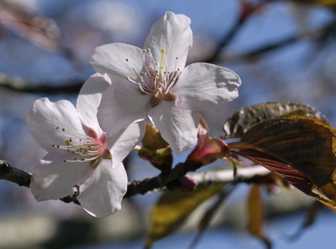 Sakura branch with flowers against blue sky