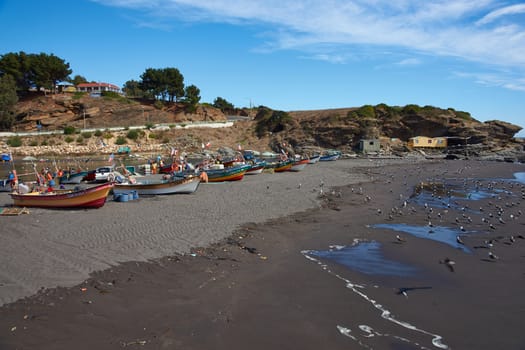 Fishing boats being unloaded of their catch of Merluza ( or Pacific Hake) on the beach in the small coastal village of Los Pellines in Maule, Chile.