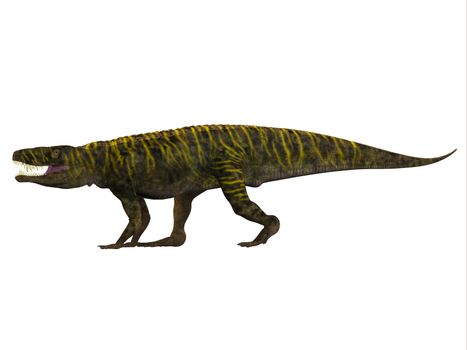 Batrachotomus was a carnivorous archosaur predator that lived in Germany during the Triassic Period.