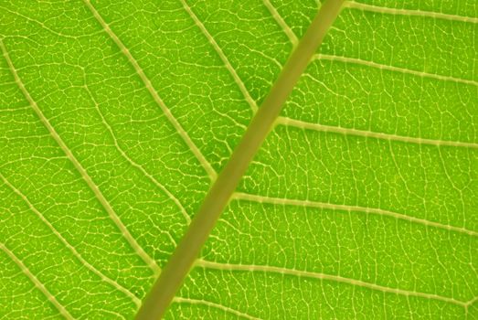 Close up photo of a backlit leaf showing nerves