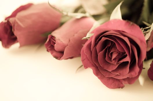 Red rose with vintage, Soft focus and color filtered