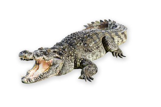 Wildlife crocodile open mouth isolated on white background, clipping path.