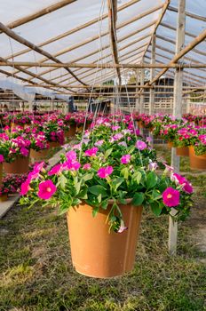 Mix petunia flowers in the nursery trees garden.