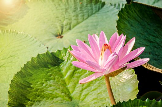 Pink lotus flot on the river gardent.