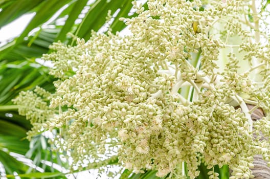 The young palm seeds on tree.