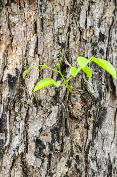 New young leaves sprouting from brown bark of old trunk