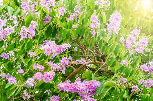 Beautiful flower soft focus of Cananga odorata flowers, Thai Flower Tabak