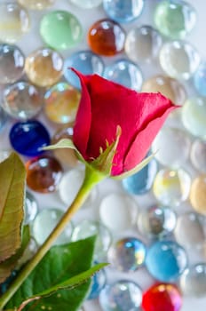 Red rose on colourful glass ball background.