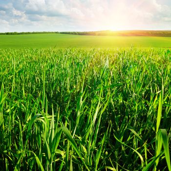  beautiful sunrise over wheat field