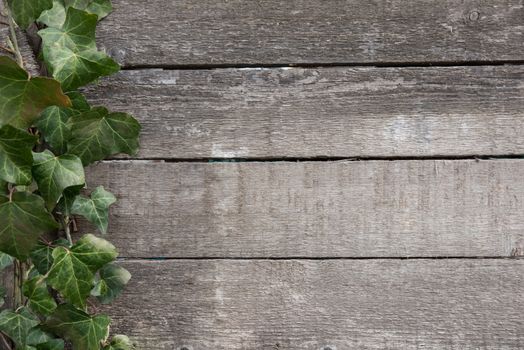 Vintage wood background texture from old wooden planks and green leaves on side