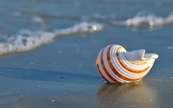 Macro shell on tropical beach