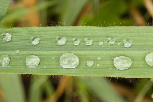 Close up of blades of green grass with water drops