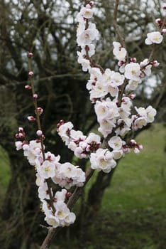 Ornamental cherry blossom in full bloom in Spring
