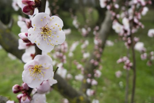 Ornamental cherry blossom in full bloom in Spring