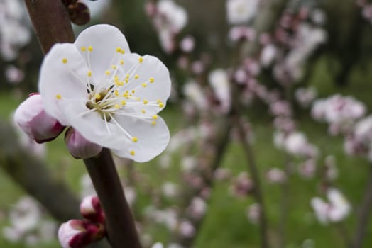 Ornamental cherry blossom in full bloom in Spring