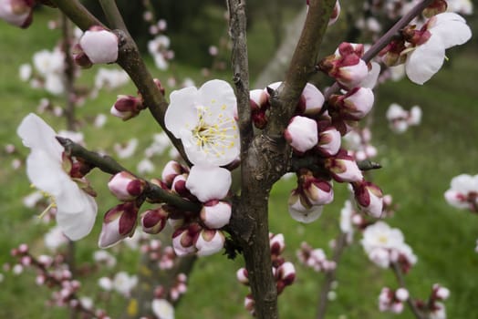 Ornamental cherry blossom in full bloom in Spring