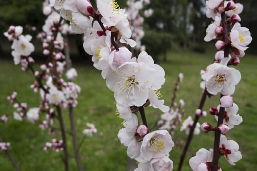 Ornamental cherry blossom in full bloom in Spring